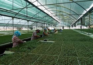 'Damlayan Güneş' projesi göçü tersine çevirdi