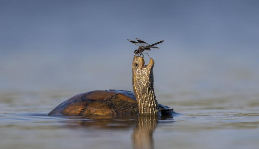 2023'ün en komik yaban hayatı fotoğrafları seçildi