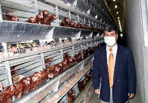 Tavukçular kuş gribine çareyi buldu