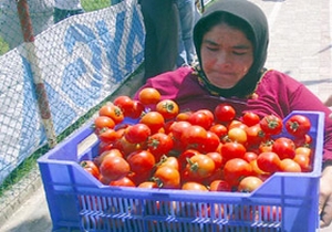 Domatesi Ruslar yemedi, bize kaldı!