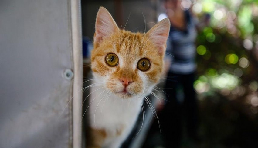 6 ayda 300 bin kedi öldü