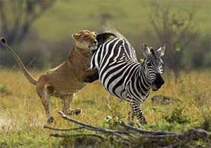 En güzel vahşi hayat kareleri…