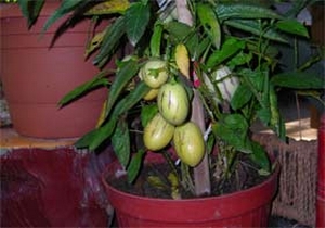 Fındıkçının yeni gözdesi ‘pepino’ oldu