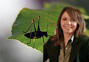 Bir erkek kazağı için 10 keçinin tüyü kullanılıyor