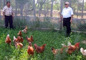 Türkiye'nin ilk organik piliçi