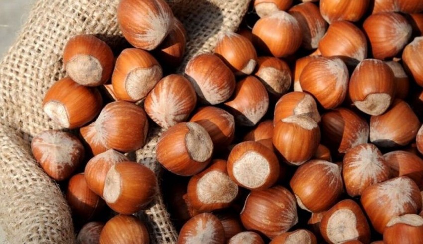 Akaryakıt zamları fındık üretimcisini harekete geçirdi: En az 100 TL olmalı