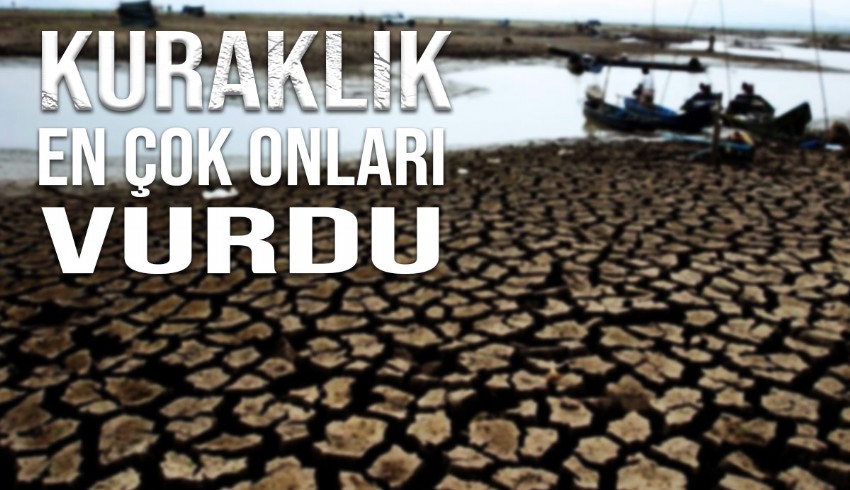 Araştırma: Kuraklık en çok pamuk, ayçiçeği ve buğdayı vurdu