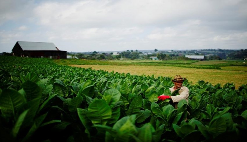 Fotoğraflarla Havana puroları