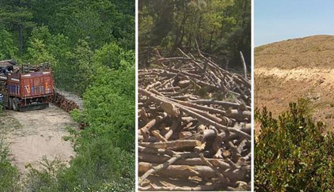 Hukuk yok sayılıyor... Çanakkale'de Danıştay kararlarına rağmen on bine yakın ağaç kesildi