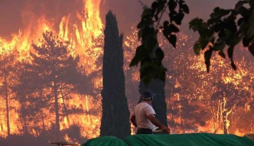 Yanan 404 bin ağaç ihaleyle satışa çıktı