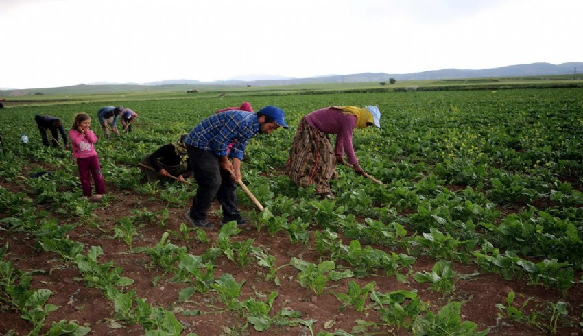 Kahramanmaraş merkezli depremden etkilenen depremzede çiftçiler tarıma yoğunlaştı