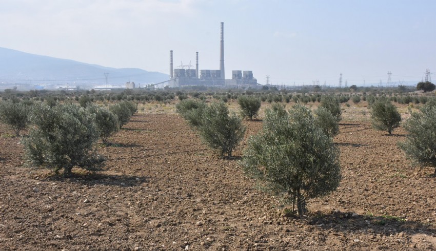 Kahramanmaraş merkezli depremlerin ardından Hatay'daki zeytinlikler imara açıldı...