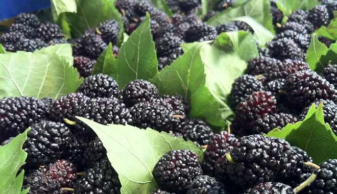 Karadut para basıyor: Almanya ve İsrail’den büyük talep var