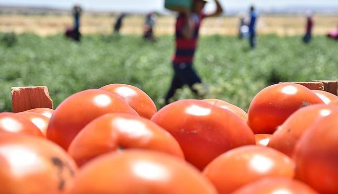 'Türkiye'de tüketilen biber, domates ve salatalıkların yüzde 15'i zehirli'