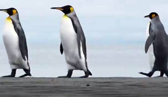 Saadet Partisi'nden yeni video: 'Sülün Osman' gitti, 'Penguen' geldi