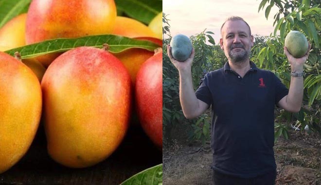 Türk çiftçisini zengin edecek ürün: Mango Antalyalı oluyor