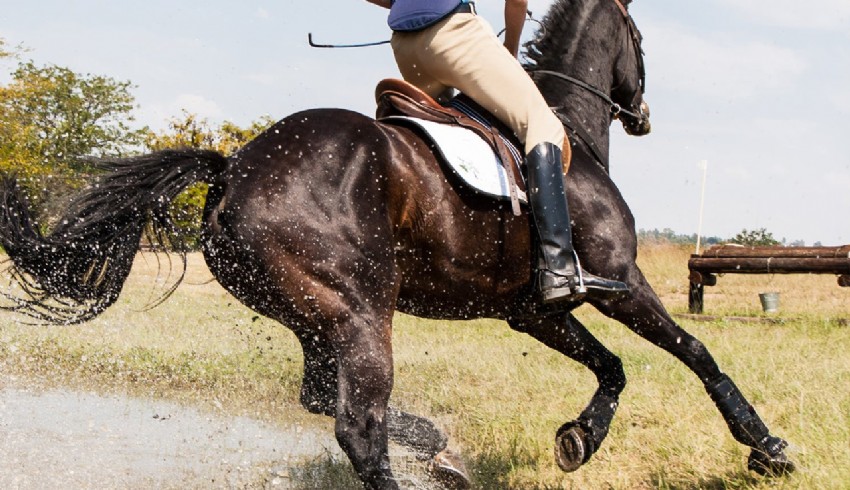 Yılda 15 milyar euroluk binicilik ihracatı