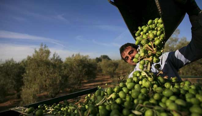 Bakanlık bedava arsa veriyor: Zeytin veya ceviz ormanı kurma fırsatı
