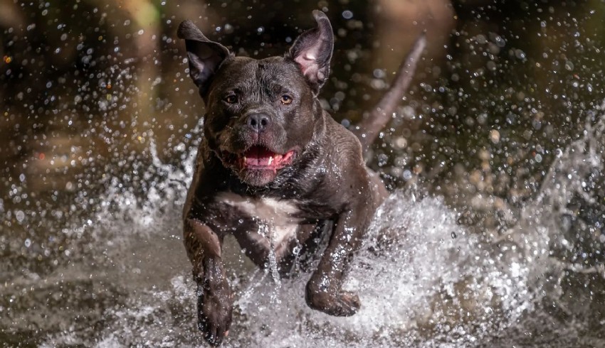 Almanya'da "American Bully XL" dehşeti: Sahibini öldürdü