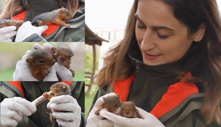 Annesiz kalan sincap yavrularına veteriner şefkati