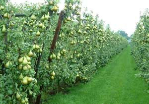 Elma ile armudu karıştır, kazan!..