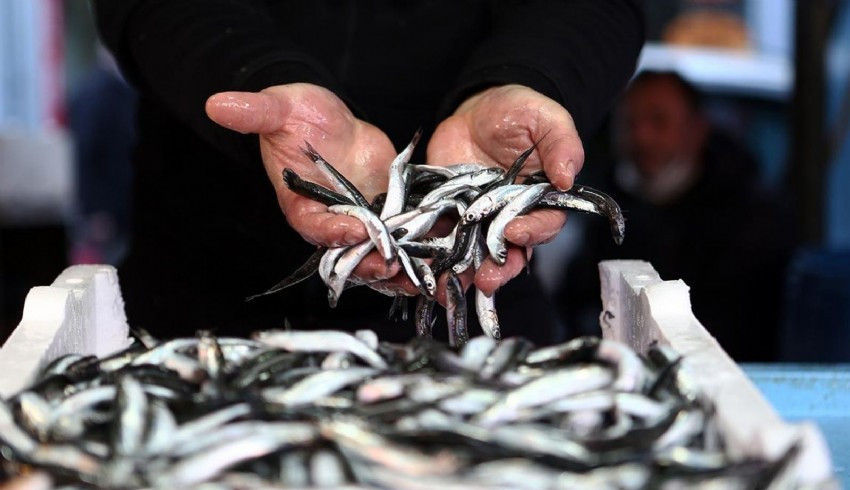Avrupa hamsiyi sevdi, ihracat yılın ilk 10 ayında yüzde 22 arttı