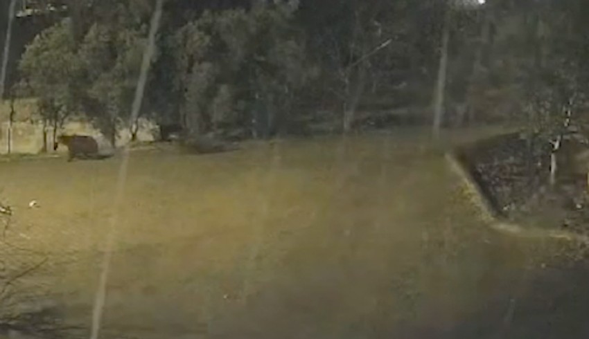 Ayılar hâlâ kış uykusuna yatamadı