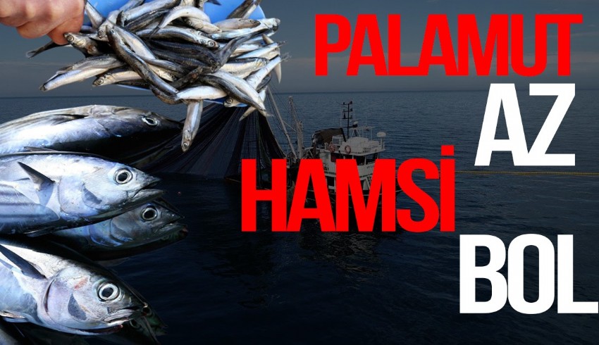 Balıkçılar 1 Eylül'ü bekliyor... Yeni sezonda hamsi, istavrit ve çinekop bolluğu bekleniyor