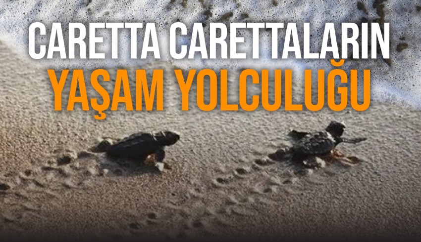 Belek ve Kızılot sahillerinden bu yıl 150 bin caretta caretta yavrusu denize ulaştı