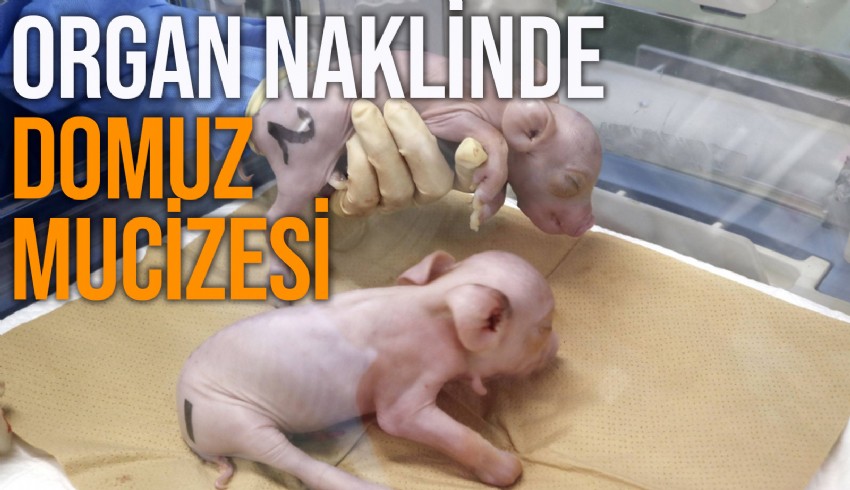Bilim insanları Japonya'da insan organ nakli için ilk domuzları yetiştirdi