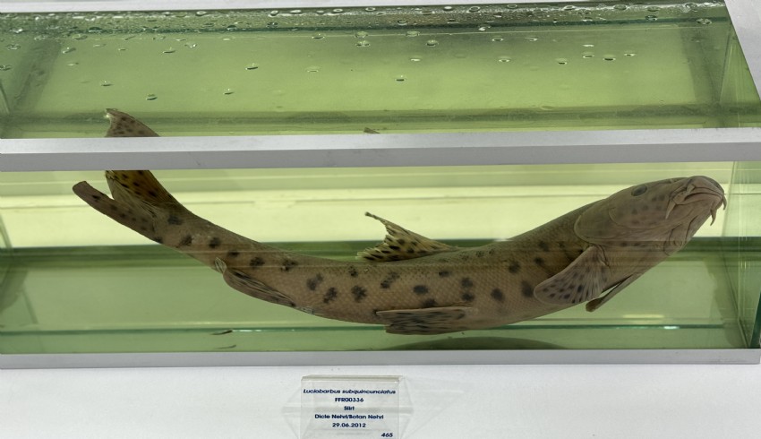 Dicle Nehri'nde "leopar sazanı" tespit edildi