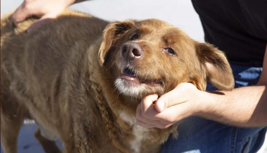 Dünyanın en yaşlı köpeği Bobi 31 yaşında vefat etti