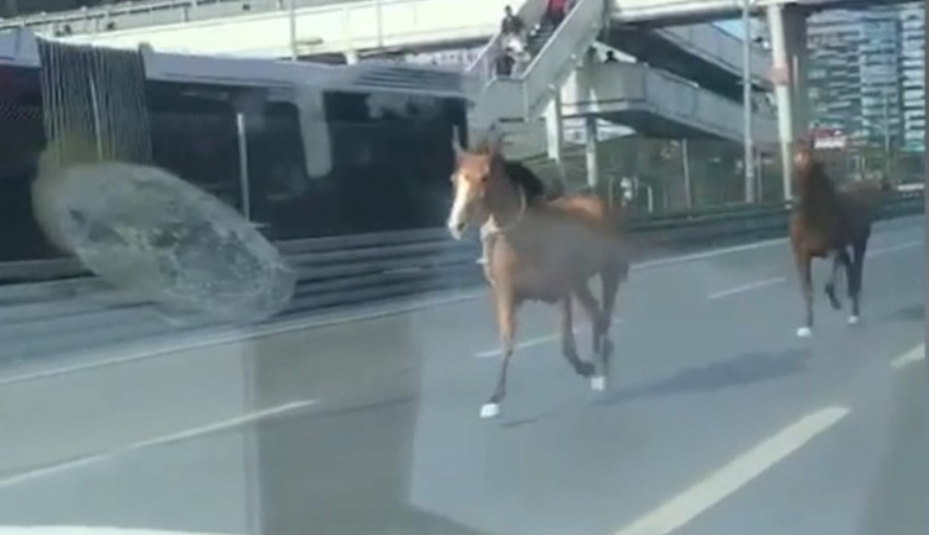 E-5'te başıboş koşan iki at trafiği kilitledi