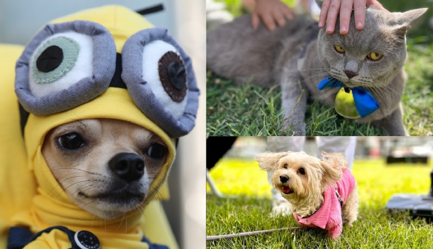 Evcil kedi ve köpekler kostümleriyle yarıştı