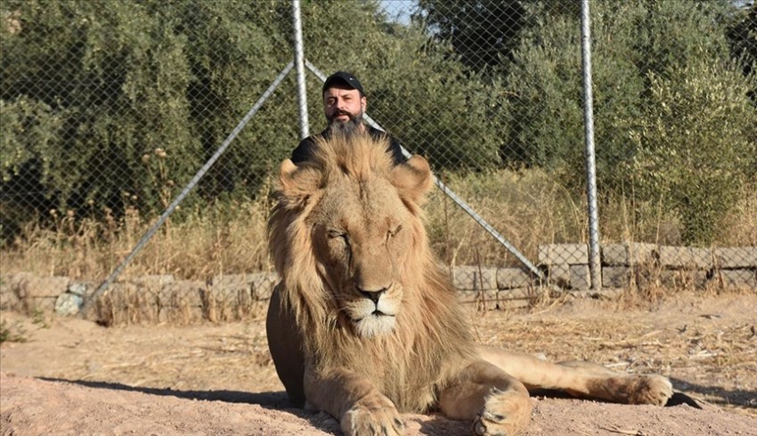 Evinin bahçesinde 5 aslan besleyen hayvansever