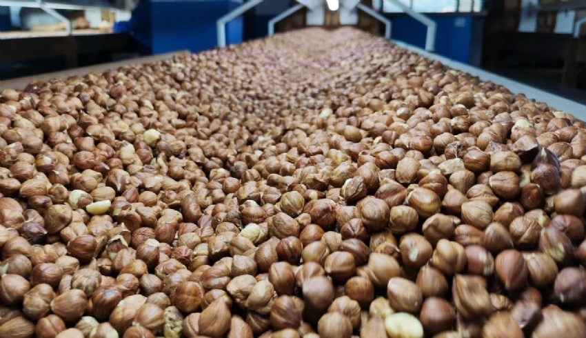 Eylül ayında 153 milyon dolarlık fındık ihracatı yapıldı