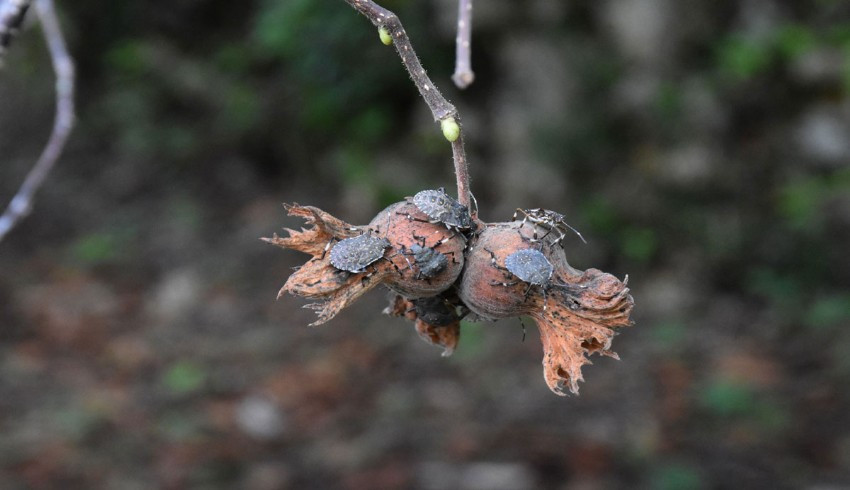 Fındıkları samuraylar koruyacak