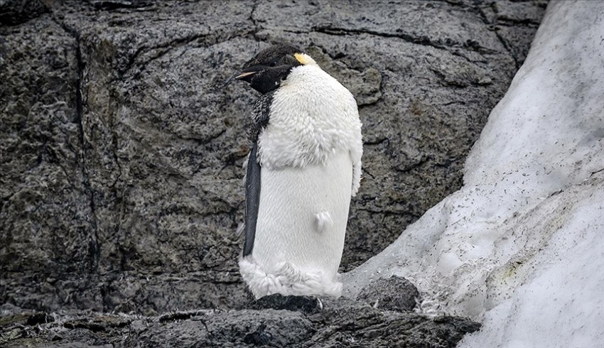İmparator penguenlere küresel ısınma tehdidi
