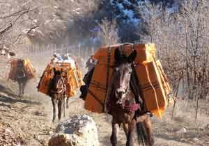 Milyar dolar için at koşturuyorlar