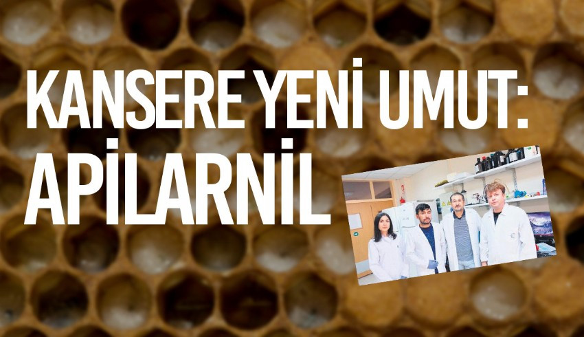 Kanserle mücadelede yeni umut... Erkek arı lavrası kanser hücrelerini öldürüyor