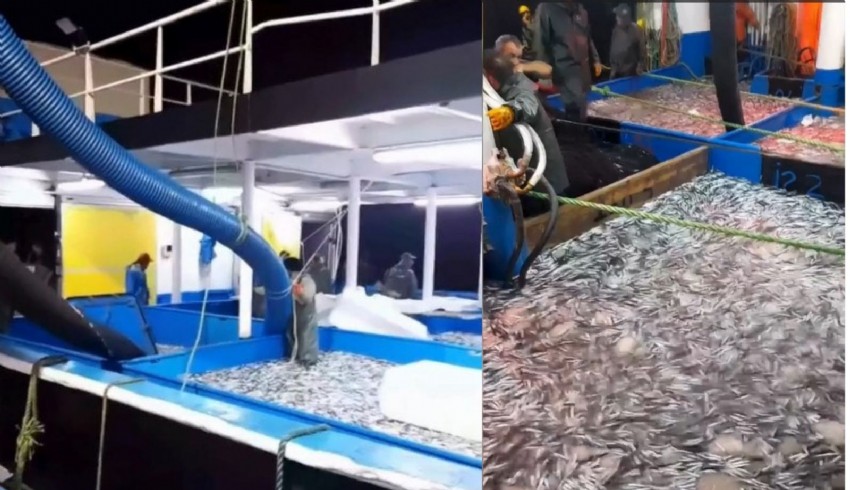Karadeniz'de hamsi bereketi: Ağlar dolup taşıyor