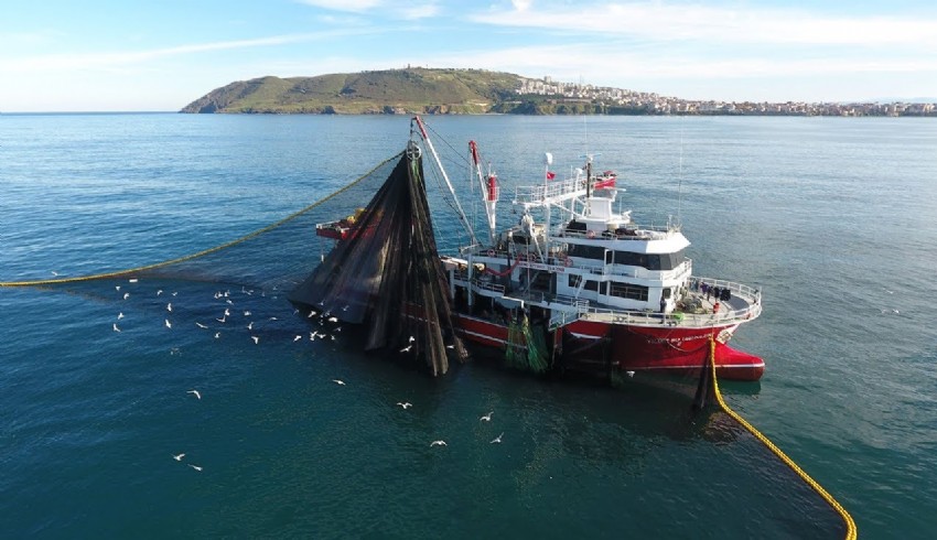 Karadeniz’deki sıcaklık artışı balık varlığını tehlikeye soktu