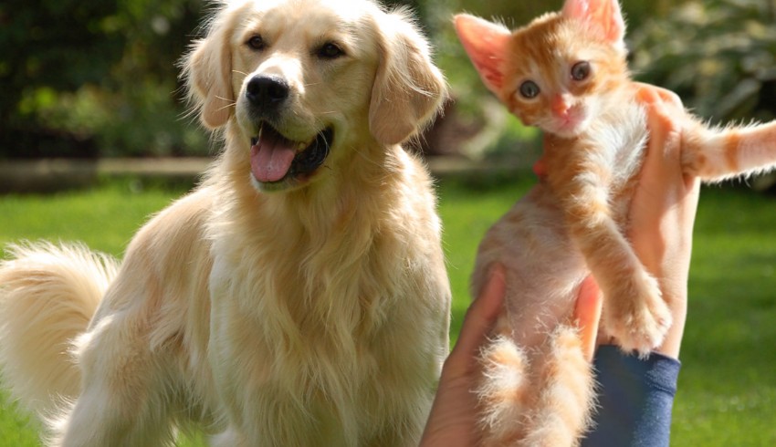 Kedi ve köpekler için özel sağlık sigortası