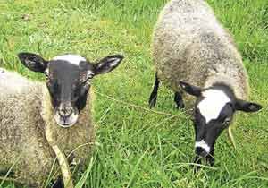 Şok! Marketler kurban paketine 100 lira zam yaptı