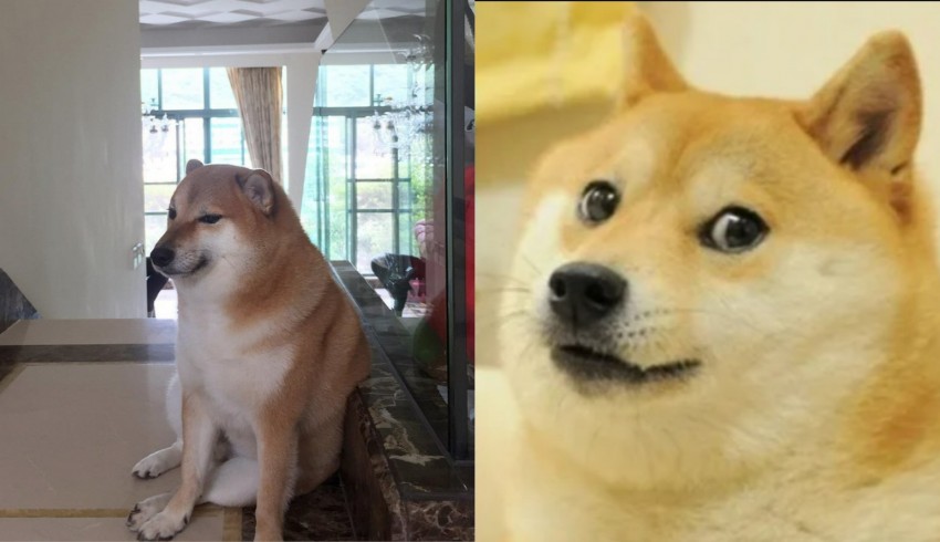 Kripto para dünyasının simge köpeği öldü