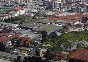 Anadolu kaplanları bir bir ölüyor