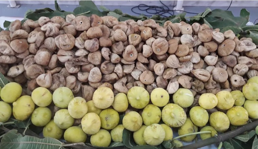 Kuru incirde ihracat hedefi 300 milyon dolar