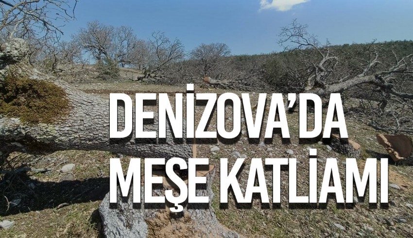 Muğla Büyükşehir Belediyesi, geçtiğimiz aylarda Denizova Köyü'nde 80 meşe ağacını kestirmiş