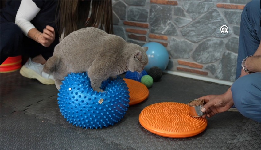 Obez kedi 'Şiraz' pilates ve yüzmeyle zayıflıyor