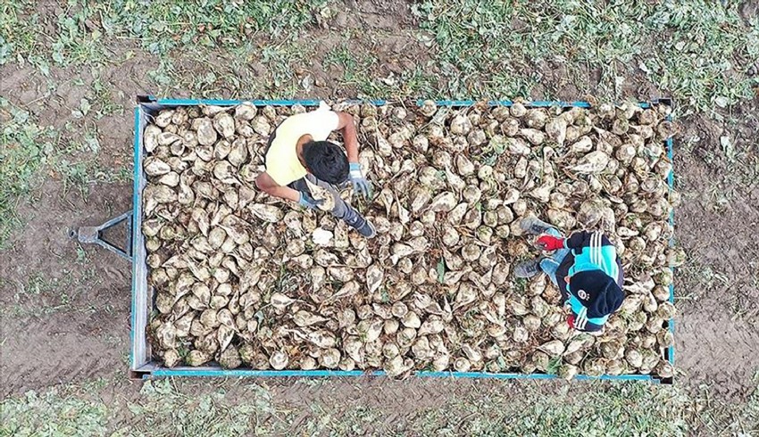 Pancar üreticilerine 715,8 milyon liralık hasat avans ödemesi